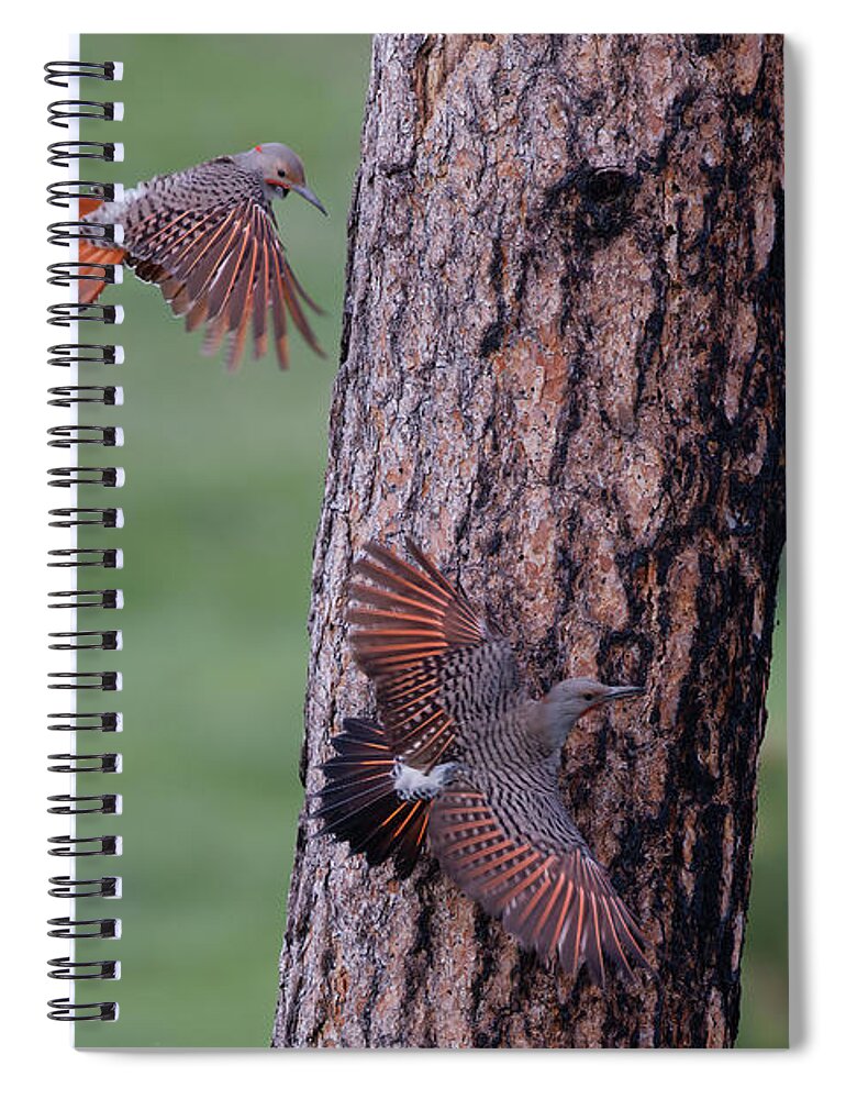 Northern Flicker Spiral Notebook featuring the photograph Flickers in Custers State Park, South Dakota by Natural Focal Point Photography