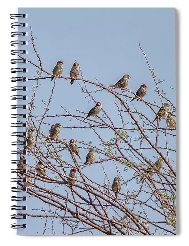 Red-headed Finch Spiral Notebook featuring the photograph Flock of Red Headed Finches Sitting in a Tree by Belinda Greb