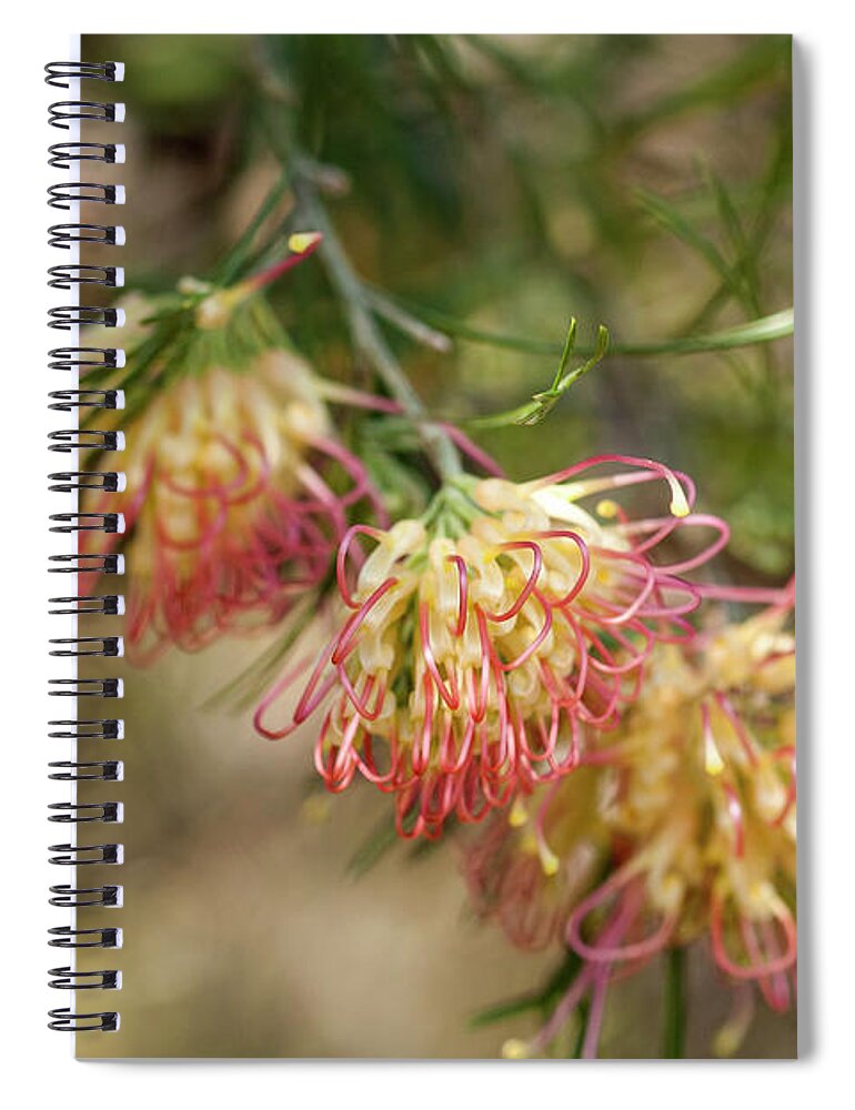 Flora Mason Spiral Notebook featuring the photograph Grevillea Flora Mason by Elaine Teague