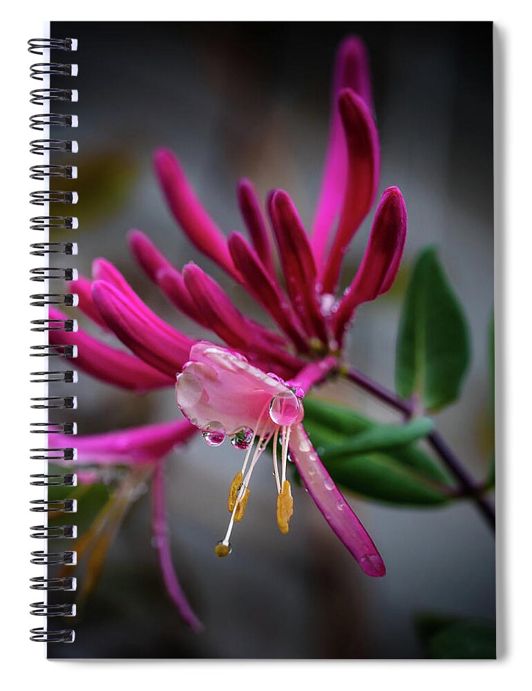 Floral Droplets Spiral Notebook featuring the photograph Floral Droplets by David Patterson