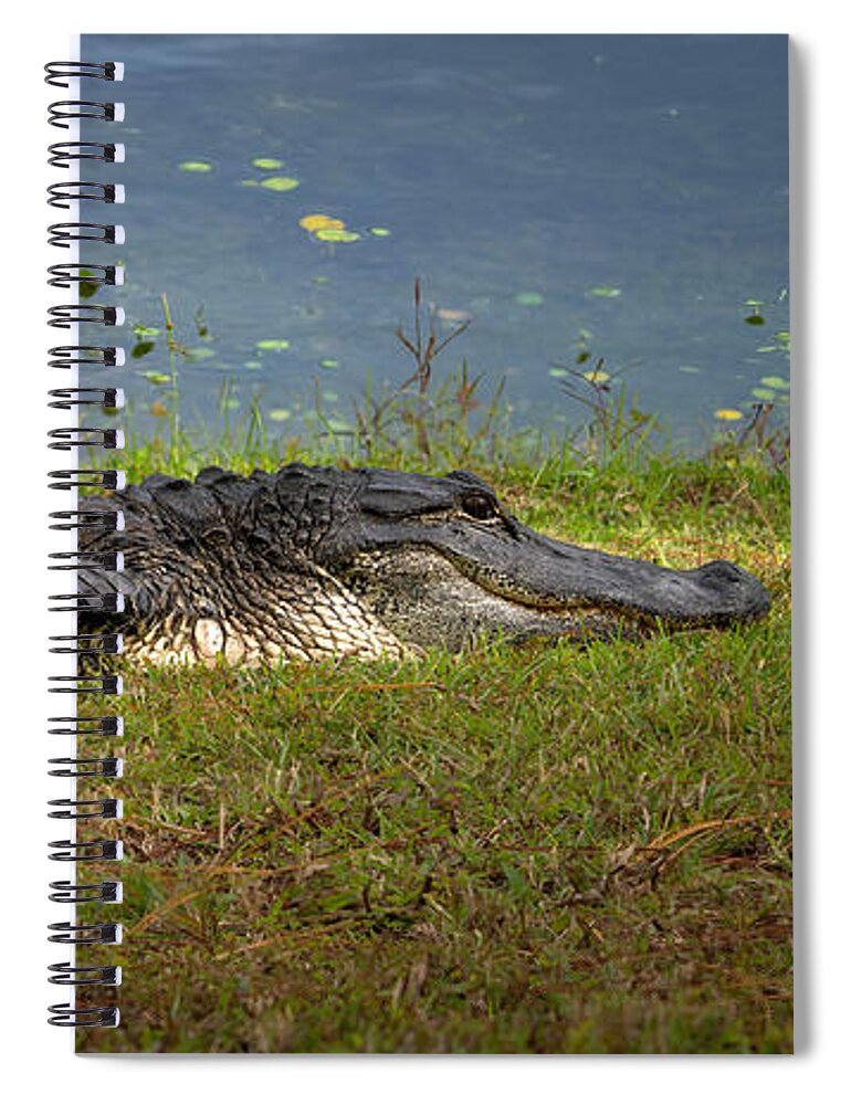 Aligator Spiral Notebook featuring the photograph Florida Gator 2 by Larry Marshall