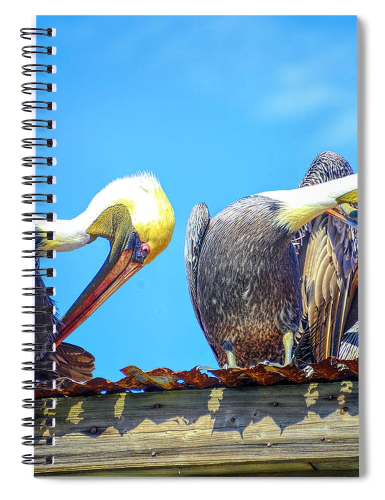 Pelicans Spiral Notebook featuring the photograph Florida pelicans by Alison Belsan Horton
