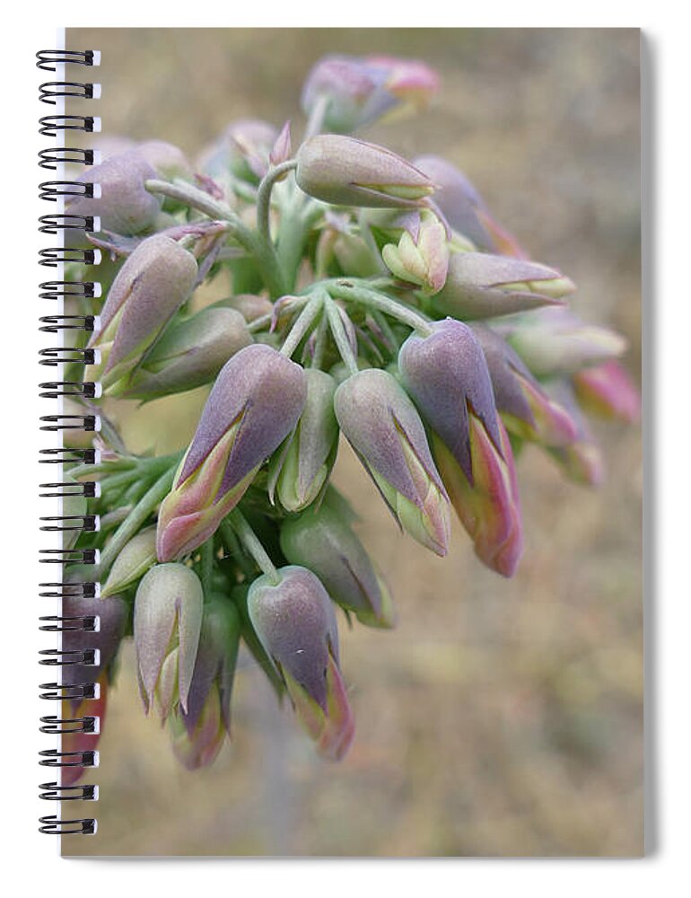Flowers Spiral Notebook featuring the photograph Flower Buds In Pastels by Maryse Jansen