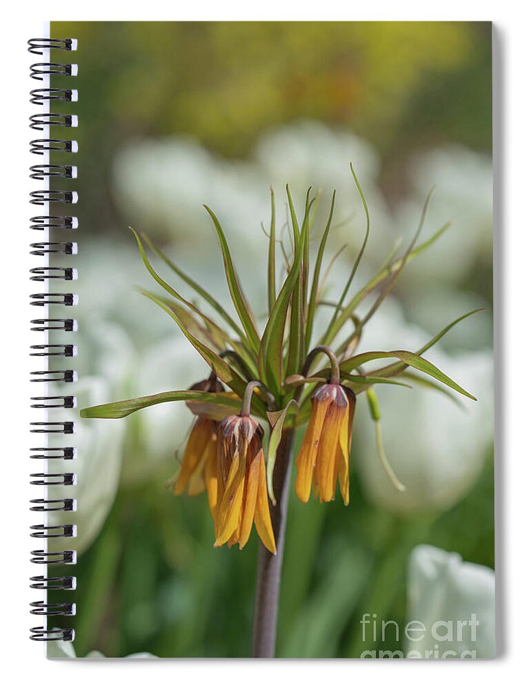 Tulip Spiral Notebook featuring the photograph Flower by Cathy Donohoue
