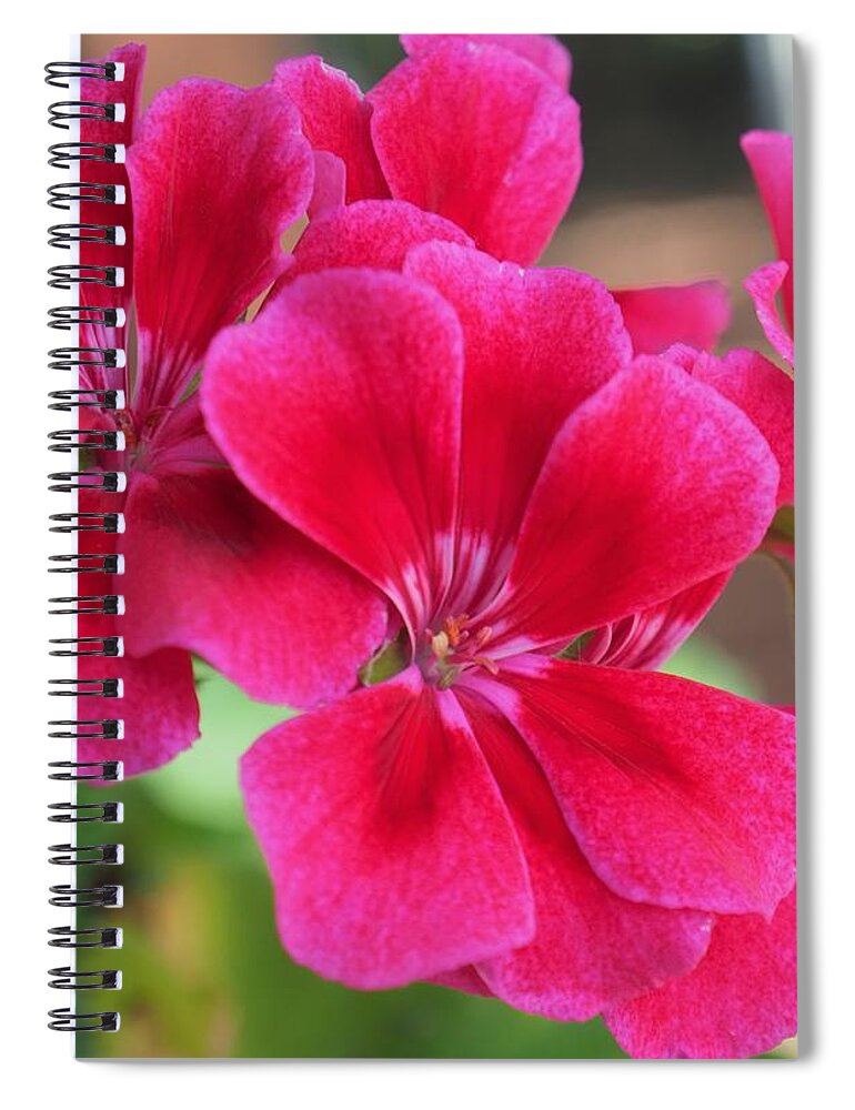 Red Spiral Notebook featuring the photograph Flower in bloom 6 by C Winslow Shafer