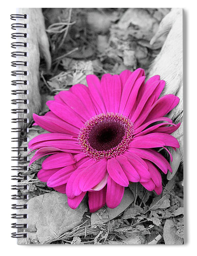 Dogs Spiral Notebook featuring the photograph Flower PAWER-Pink by Renee Spade Photography