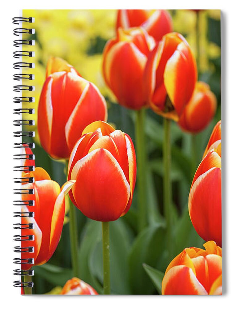 Jenny Rainbow Fine Art Photography Spiral Notebook featuring the photograph Flower Power. Darwin Hybrid Tulipa Worlds Favorite 1 by Jenny Rainbow