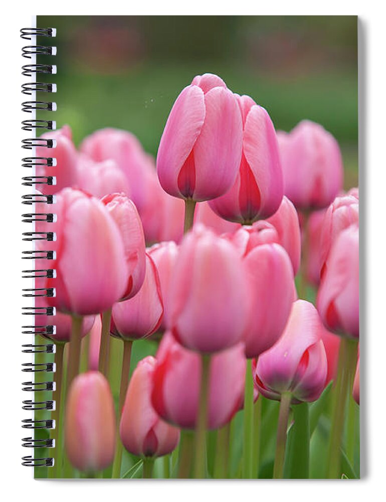 Jenny Rainbow Fine Art Photography Spiral Notebook featuring the photograph Flower Power. Tulips Design Impression 1 by Jenny Rainbow