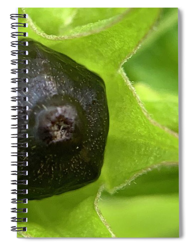 Flower Spiral Notebook featuring the photograph Flower Seed by Catherine Wilson
