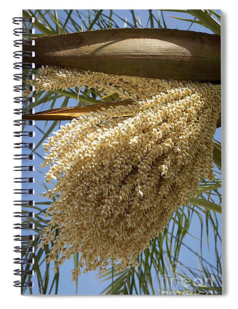 Date Palm Spiral Notebook featuring the photograph Flowering date palm and blue sky by Adriana Mueller