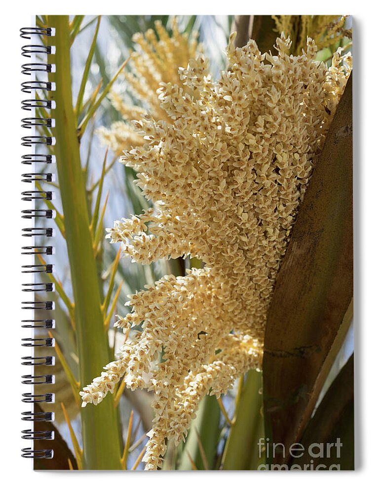 Date Palm Spiral Notebook featuring the photograph Flowering date palm and sunlight by Adriana Mueller
