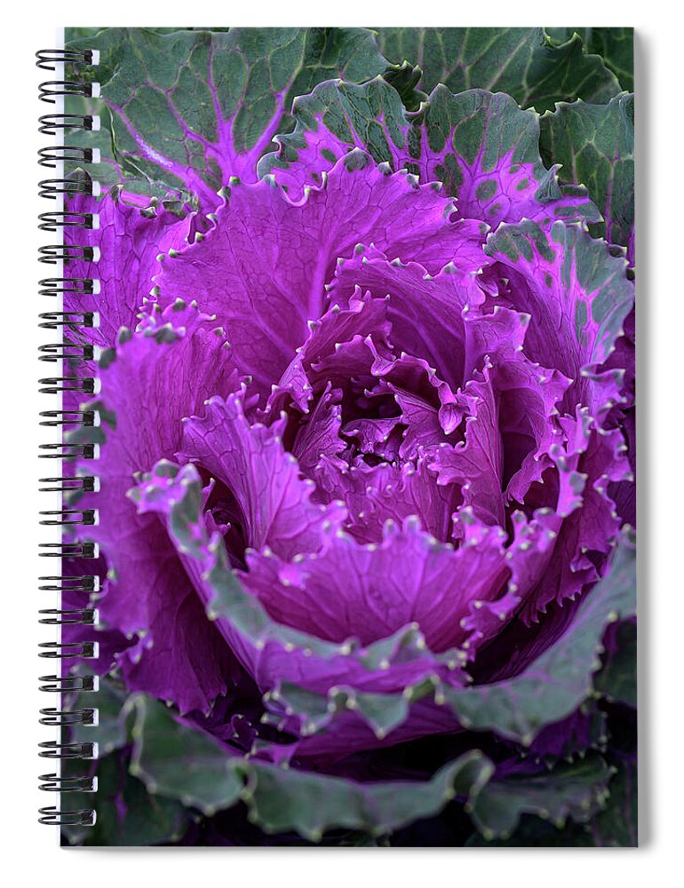 Autumn Spiral Notebook featuring the photograph Flowering Purple-Pink Cabbage 2 by Frank Mari