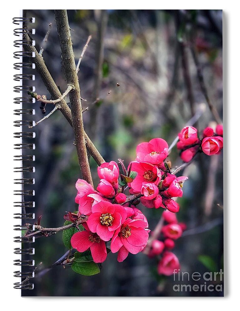 Flower Spiral Notebook featuring the photograph Flowering Quince by Claudia Zahnd-Prezioso