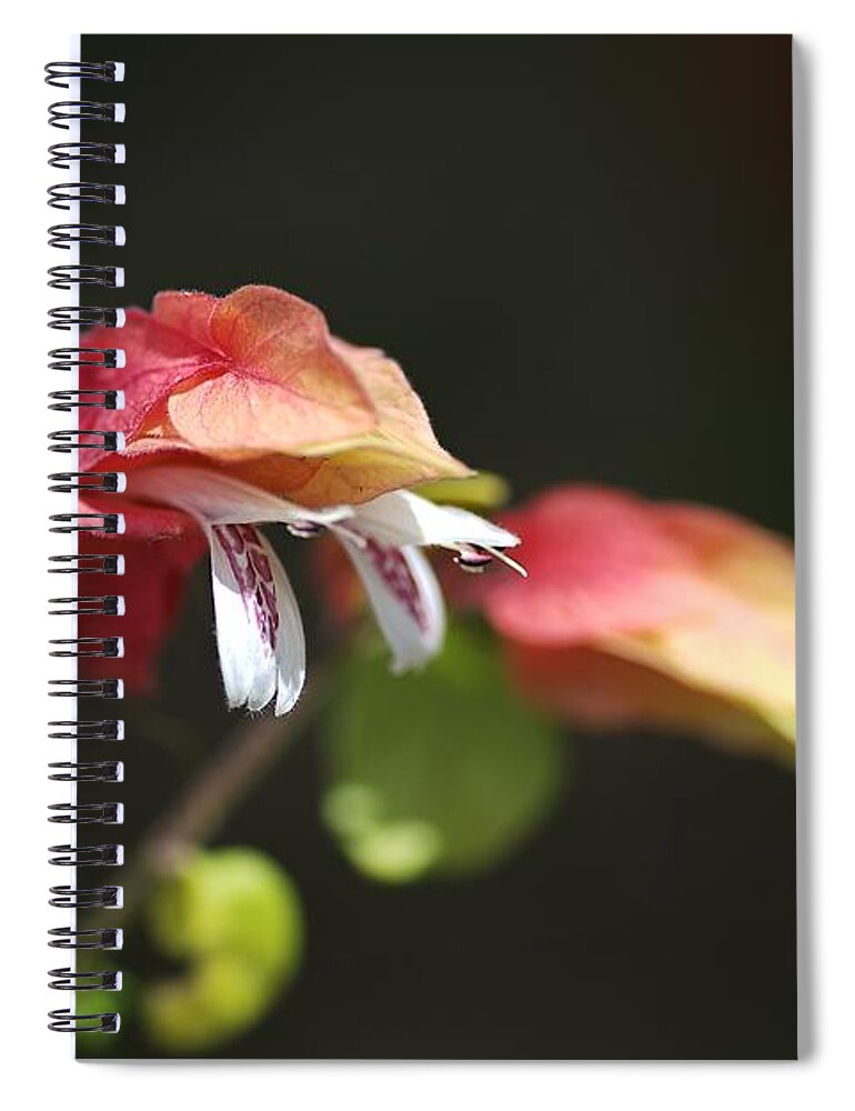 Evergreen Spiral Notebook featuring the photograph Flowering Shrimp Plant by Joy Watson