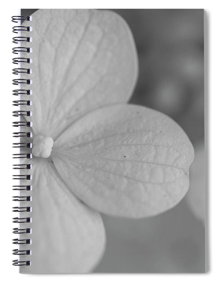 Nyc Spiral Notebook featuring the photograph Flowers of NYC - Annabelle Hydrangea by Marlo Horne