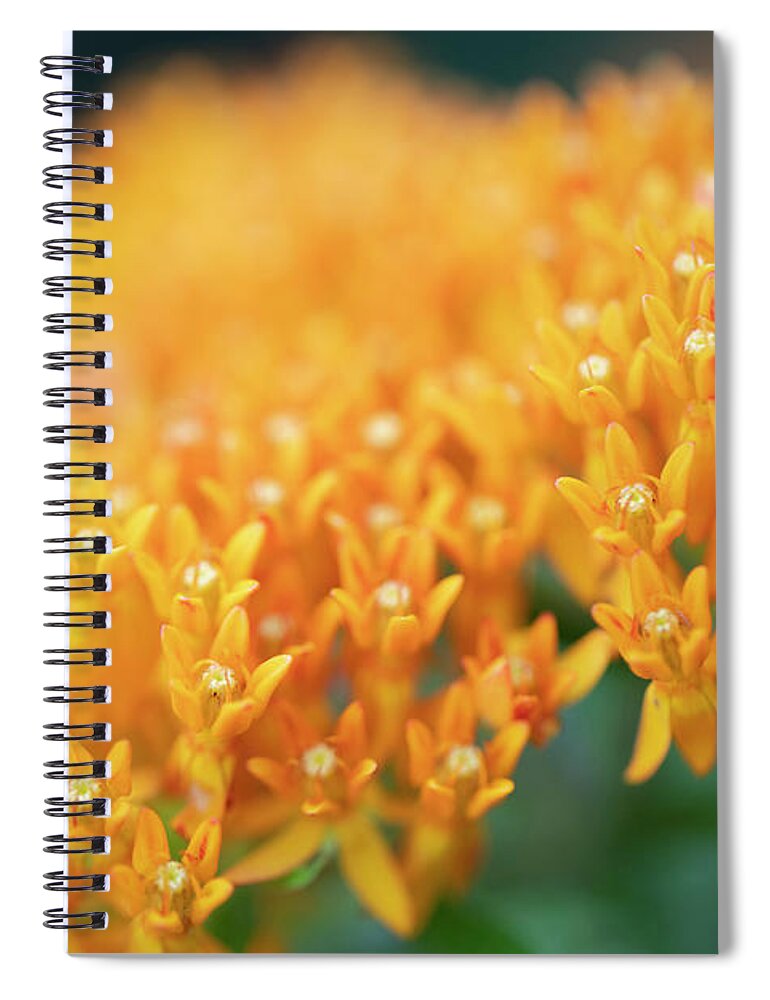 Central Park Spiral Notebook featuring the photograph Flowers of NYC - Butterfly Weed by Marlo Horne