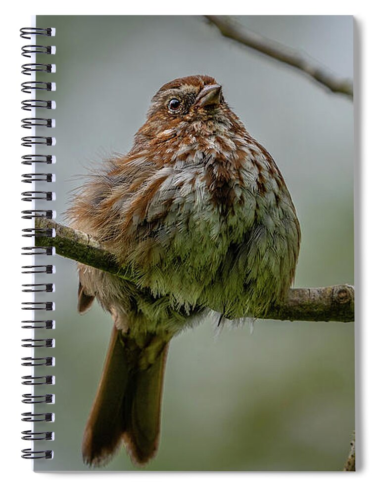 Melospiza Melodia Spiral Notebook featuring the photograph Fluffed up Song Sparrow by Nancy Gleason