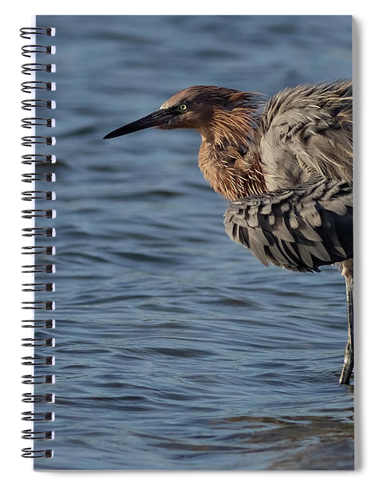 Reddish Egret Spiral Notebook featuring the photograph Fluffing by RD Allen