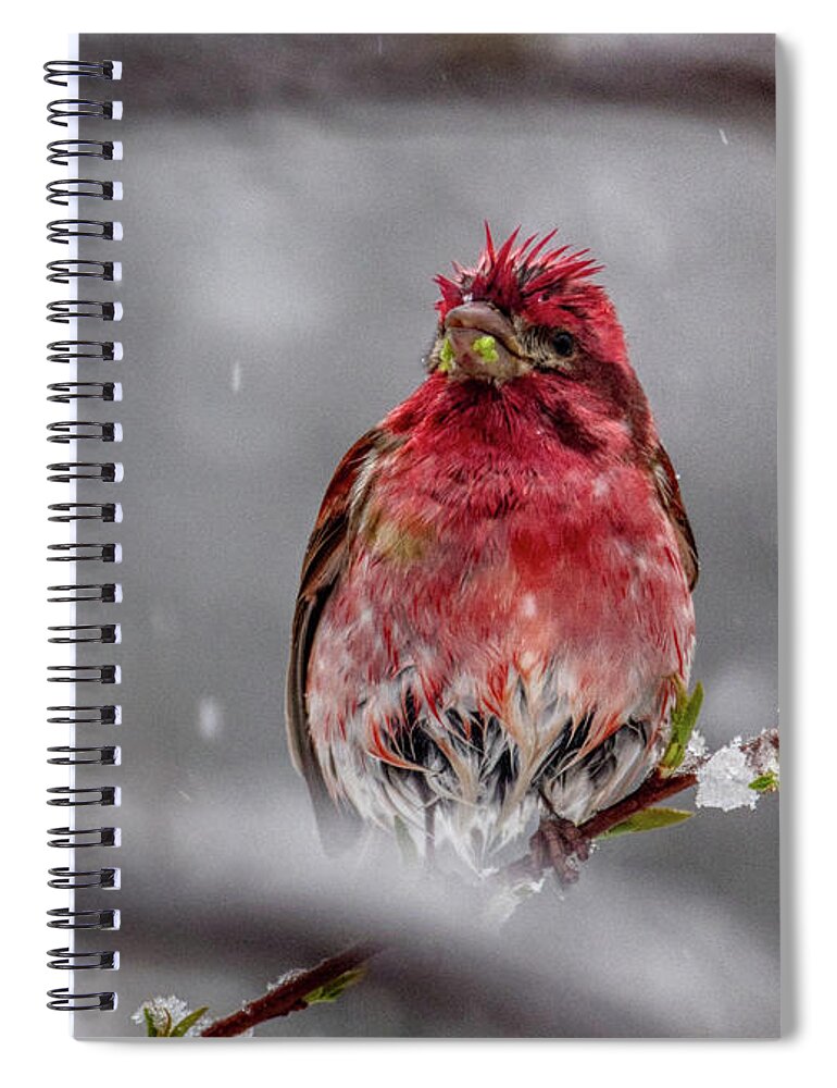 Nature Spiral Notebook featuring the photograph Fly South by Paul Freidlund