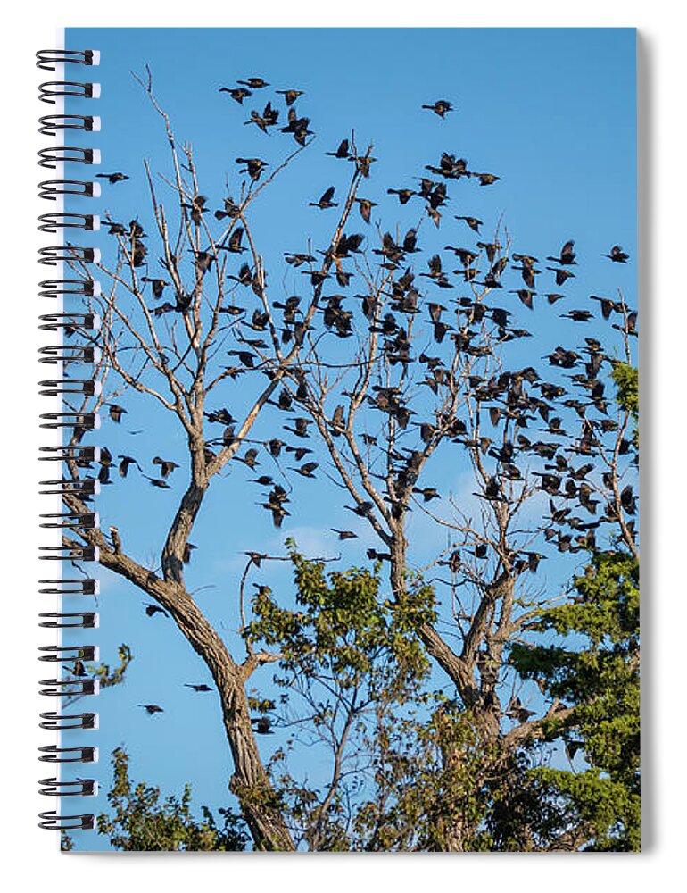 Avian Spiral Notebook featuring the photograph Flying Flock of Common Grackles by Debra Martz