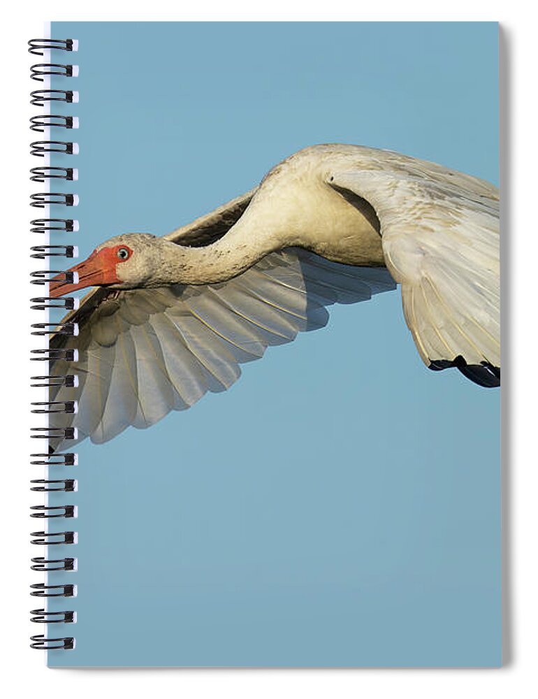American White Ibis Spiral Notebook featuring the photograph Flying Ibis - Up Close by RD Allen