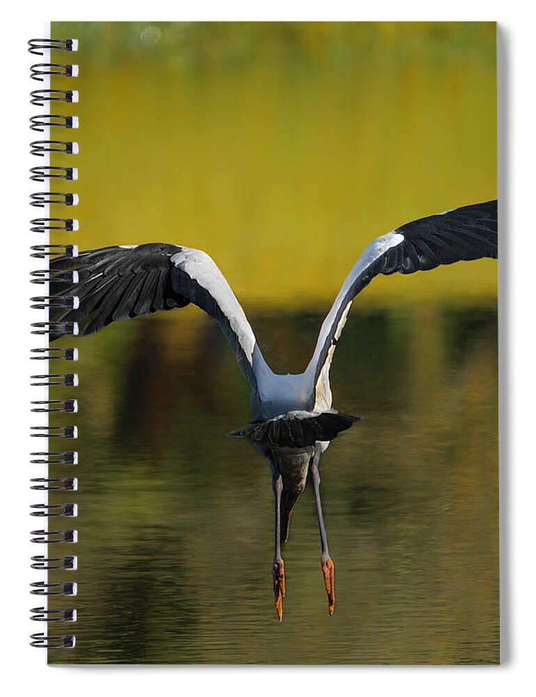 Birds Spiral Notebook featuring the photograph Flying Wood Stork by Larry Marshall