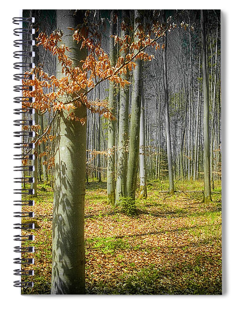 Nag006095a Spiral Notebook featuring the photograph Forest Mystery by Edmund Nagele FRPS