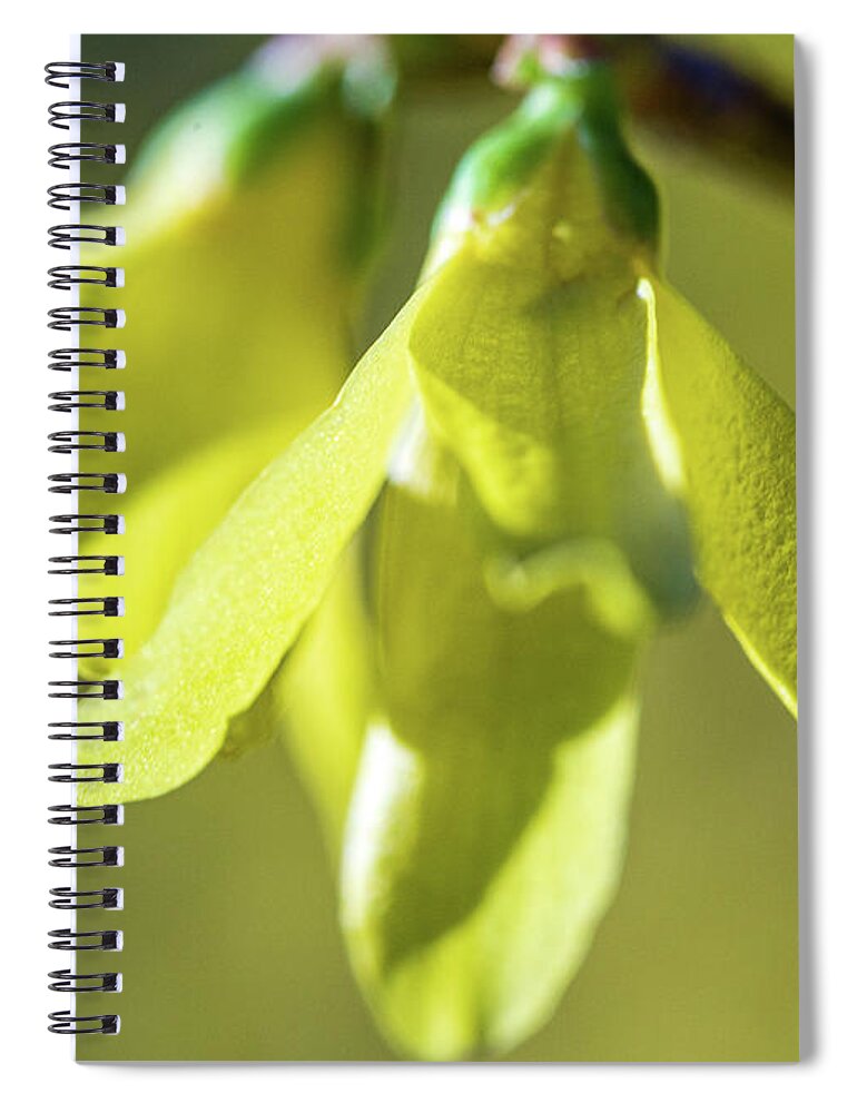 Flower Spiral Notebook featuring the photograph Forsythia Close Up by Amelia Pearn