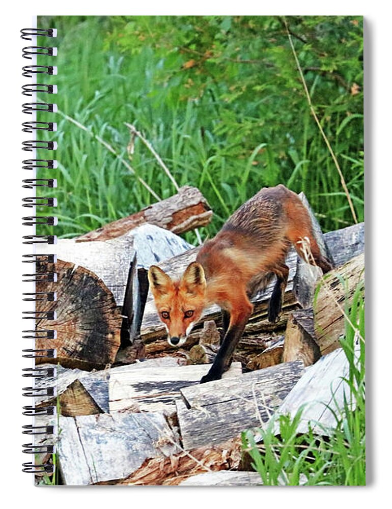 Fox Spiral Notebook featuring the photograph Fox In The Woodpile by Debbie Oppermann