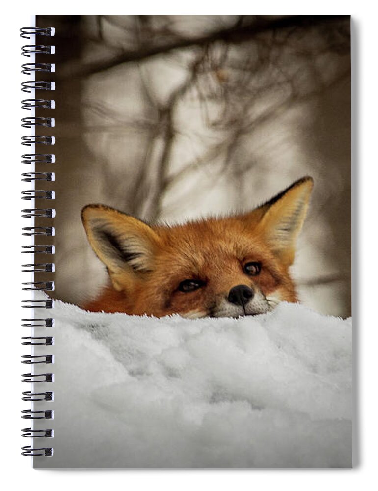Red Fox Spiral Notebook featuring the photograph Fox resting on roof by Stephen Sloan