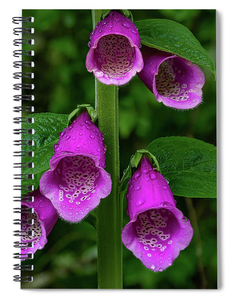 Foxgloves Spiral Notebook featuring the photograph Foxgloves by Ulrich Burkhalter