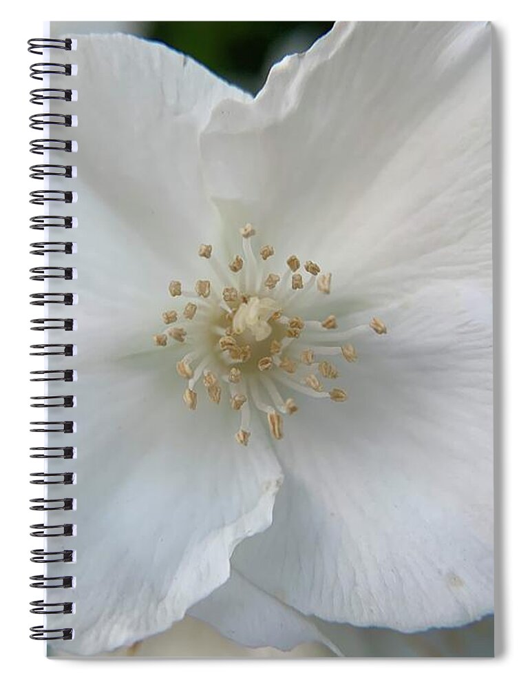 Sweet Spiral Notebook featuring the photograph Fragrant Flower by Catherine Wilson