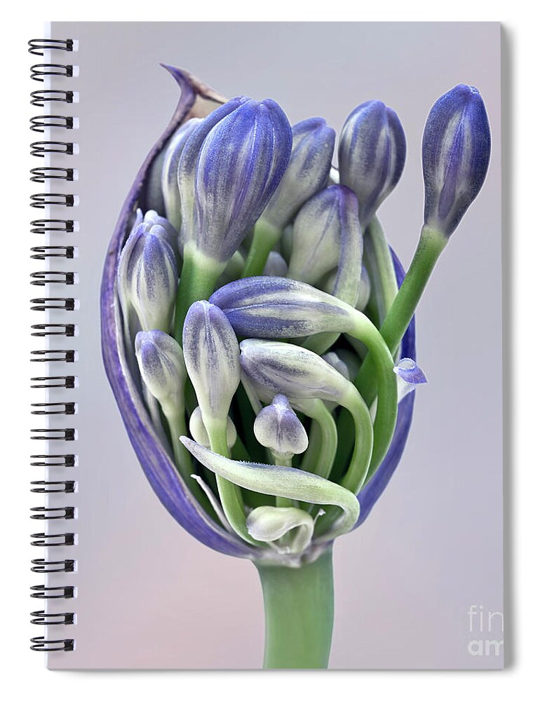 Freedom Togetherness Agapanthus Pod Opening Buds Together Flowering Tight Happy Joy Many Beautiful Delightful Head Tender Delicate Close Up Macro Home House Arising Beauty Gentle Blue Green Fairy Tale Inspirational Symphony Musical Painterly Watercolor Impressions Pastel Charming Pleasing Attractive Harmony Elegance Calm Flowers Soft Micro Colorful Pretty Poetic Romantic Harmonious Sweet Sentimental Emotional Elegant Magical Idyllic Associative Nice Silky Creative Contemporary Smart Caring Fab Spiral Notebook featuring the photograph Freedom And Togetherness - Agapanthus Pod Is Opening To Give The Buds Freedom by Tatiana Bogracheva