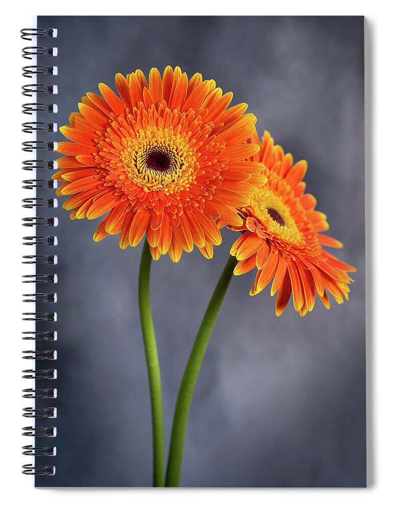 Daisies Spiral Notebook featuring the photograph Fresh beautiful daisy flower blossom. Blooming flowers in spring by Michalakis Ppalis