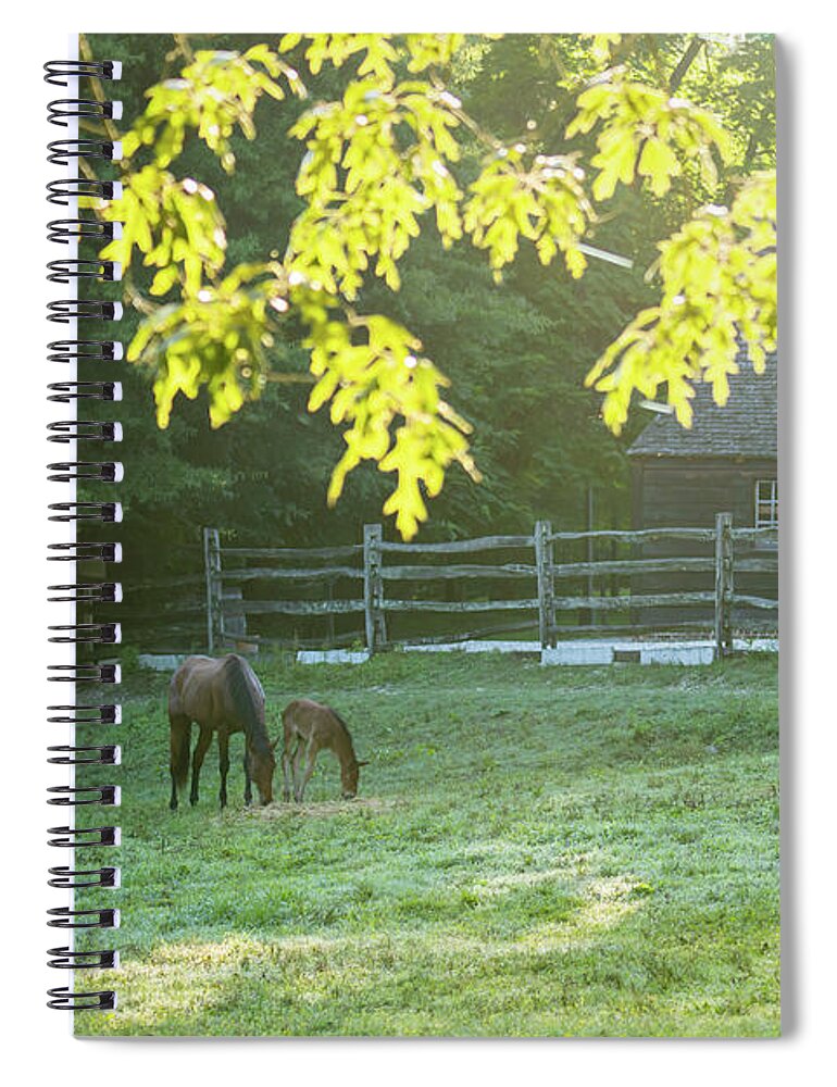 Horse Spiral Notebook featuring the photograph Fresh June Morning by Rachel Morrison