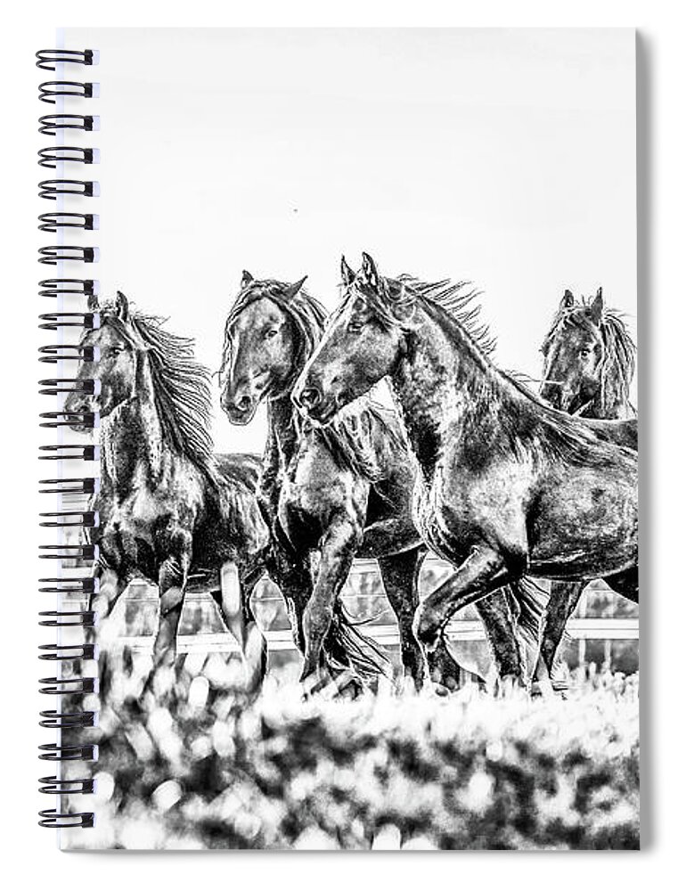 Friesian Spiral Notebook featuring the photograph Friesian Stallion Herd by Lori Ann Thwing
