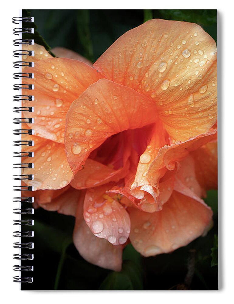 Flower Spiral Notebook featuring the photograph Frills by M Kathleen Warren