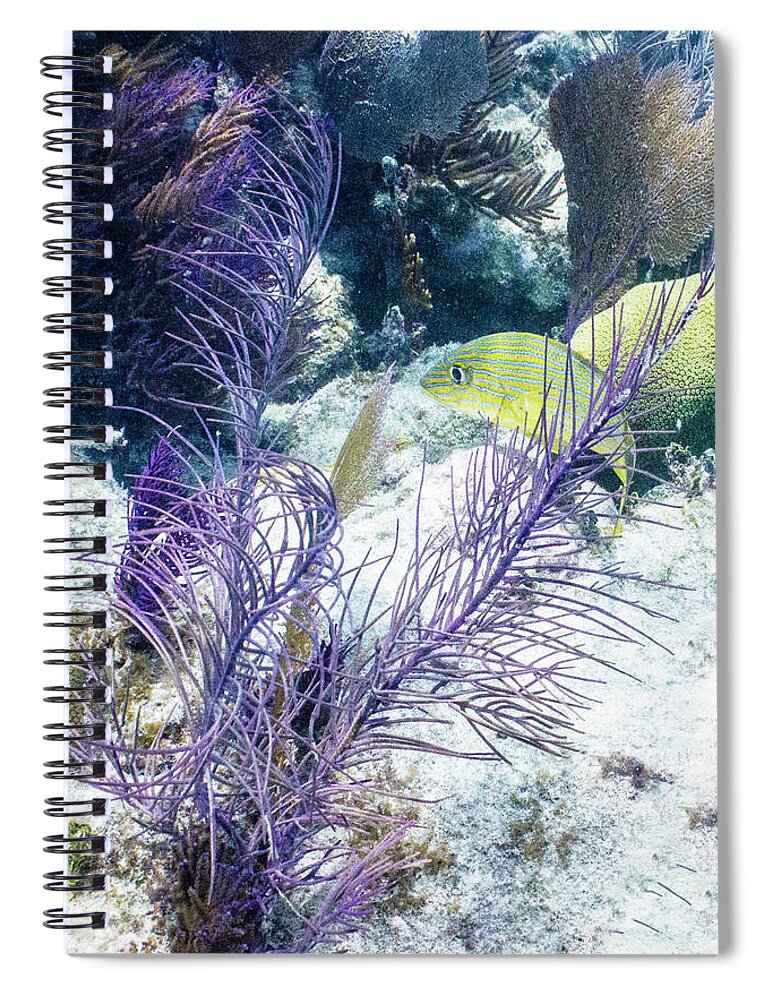 Animals Spiral Notebook featuring the photograph Frilly by Lynne Browne