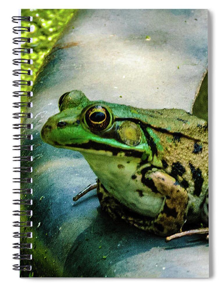 Animals Spiral Notebook featuring the photograph Frog Hollow by Louis Dallara