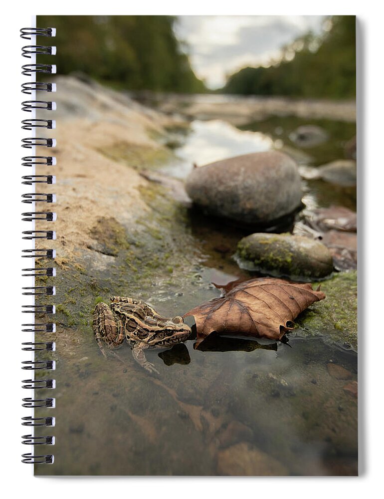 West Spiral Notebook featuring the photograph Frog in River by Carolyn Hutchins