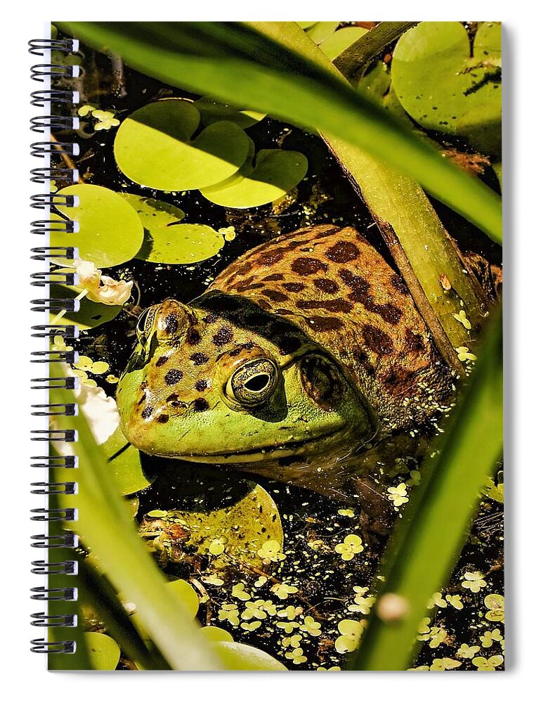 Frog Water Pond Green Leaves Eye Reptile Spiral Notebook featuring the photograph Frog by John Linnemeyer