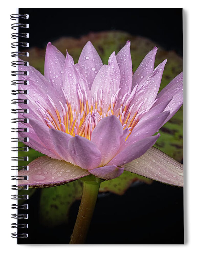 Summer Spiral Notebook featuring the photograph Front and back. by Usha Peddamatham
