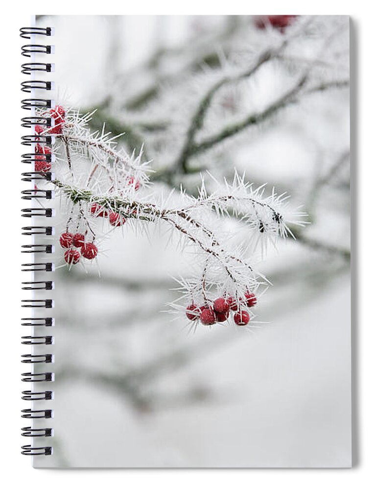 Rowan Spiral Notebook featuring the photograph Frosty Rowan Berries by Tim Gainey