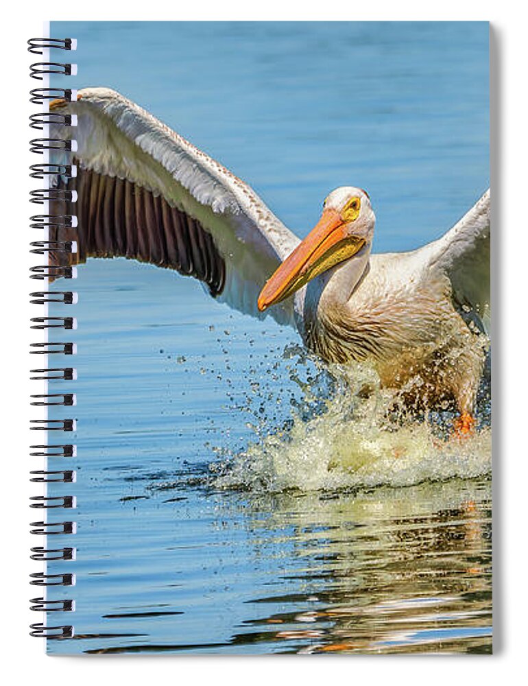Pelican Spiral Notebook featuring the photograph Full Flaps by Brad Bellisle