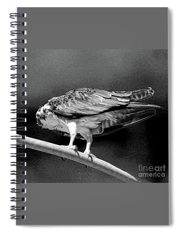 Osprey Spiral Notebook featuring the photograph Full Focus by Joanne Carey