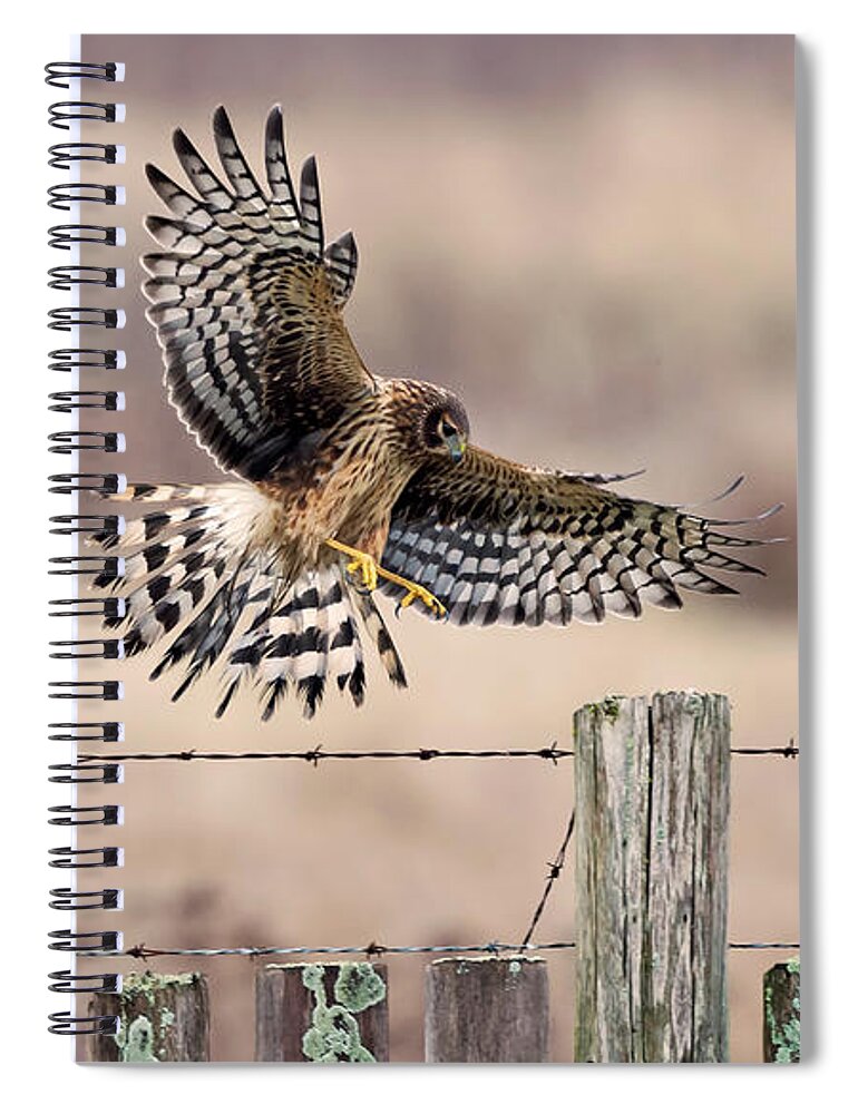 Harrier Spiral Notebook featuring the photograph Full spread approach by Terry Dadswell