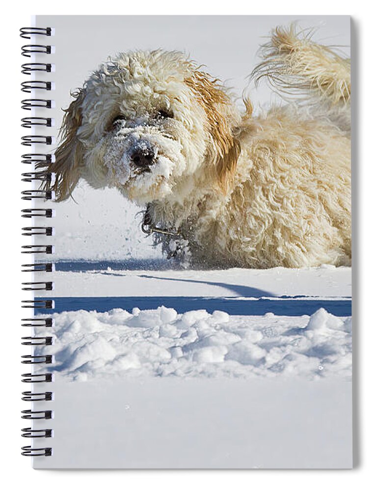 Fun In The Snow Spiral Notebook featuring the photograph Fun in the snow by Tatiana Travelways