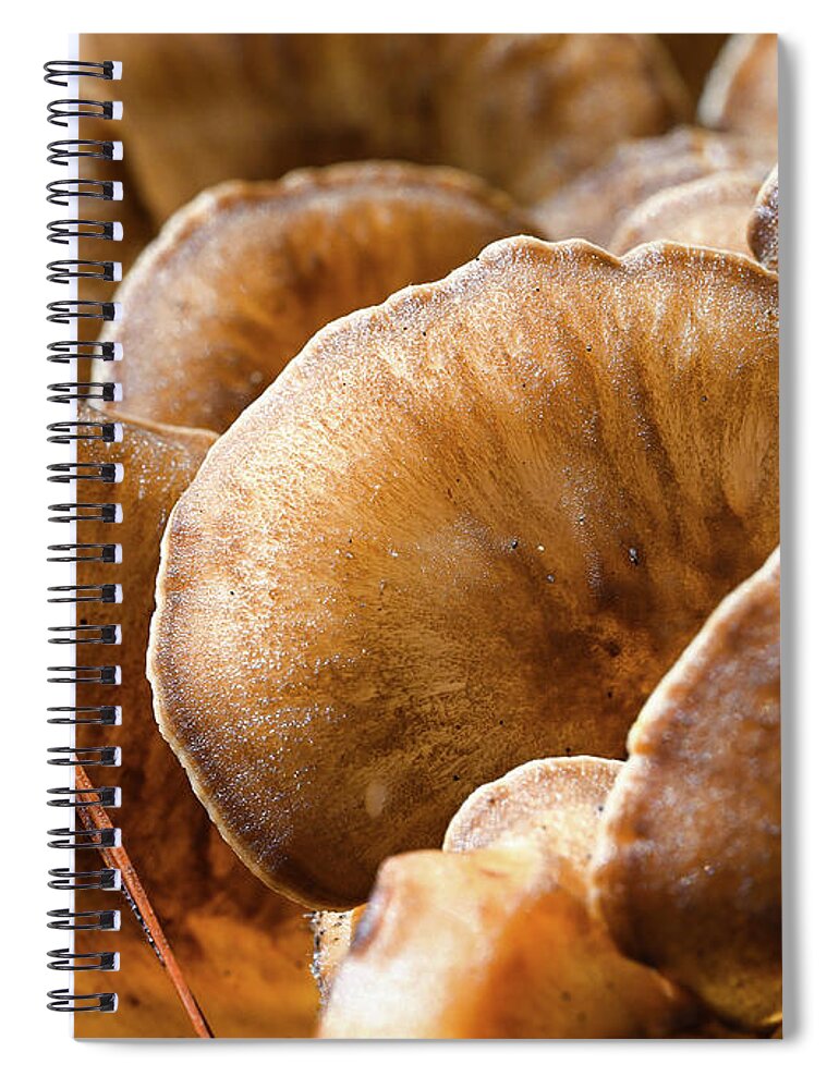 Fungi Spiral Notebook featuring the photograph Glowing Fungi Lobe by Steven Nelson