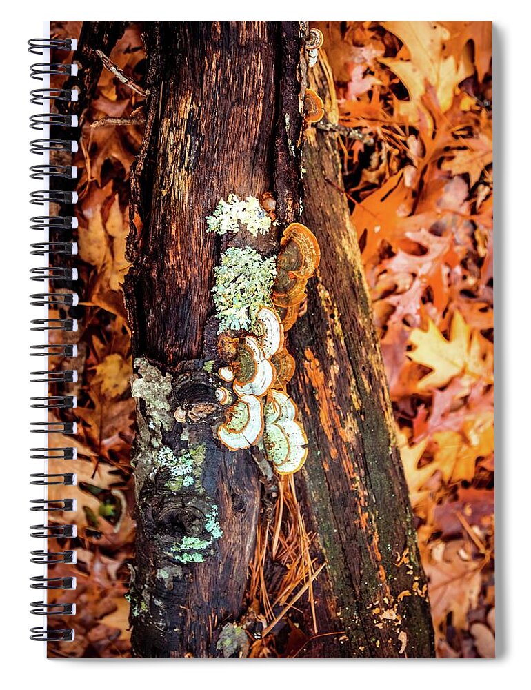 Fomitopsidaceae Spiral Notebook featuring the photograph Fungi, moss and leaves by Lilia S