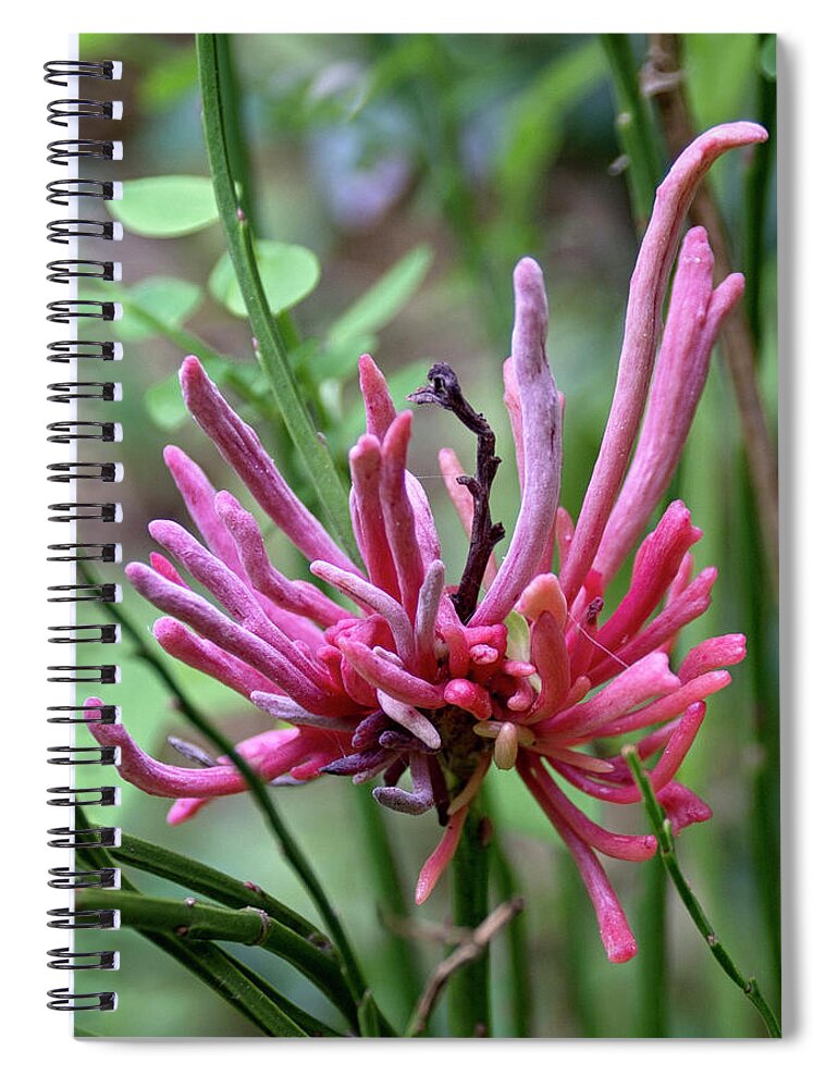 Betty Depee Spiral Notebook featuring the photograph Fungus Among Us by Betty Depee